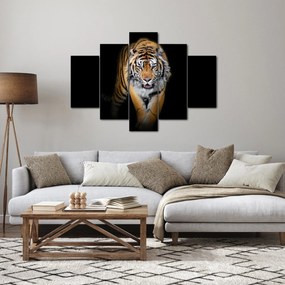 Obraz - Tiger (150x105 cm)