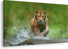 Obraz - Bežiaci tiger (90x60 cm)