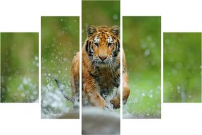 Obraz - Bežiaci tiger (150x105 cm)