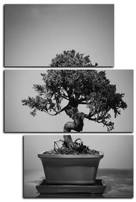 Obraz na plátne - Bonsai - obdĺžnik 7244QD (105x70 cm)