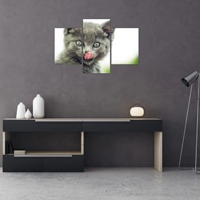 Obraz oblizujícího sa mačiatka (90x60 cm)