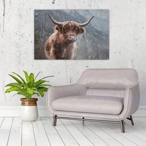 Obraz - Highlander krava (90x60 cm)