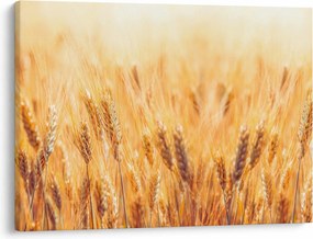 Obraz - pole s obilím (70x50 cm)