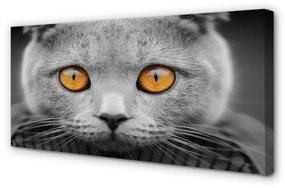 Obraz na plátne Sivá Britská mačka 125x50 cm