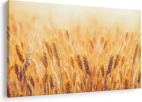 Obraz - pole s obilím (90x60 cm)