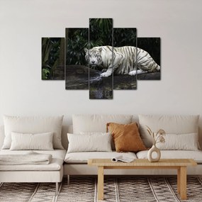 Obraz - Tiger albín (150x105 cm)