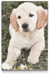 Gario Diamantové maľovanie Šteňa labradora Rozmery: 60 x 80 cm, Rámovanie: S vnútorným rámom, Diamanty: Okrúhle