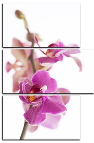Obraz na plátne - Orchidea kvet izolovaná na bielom pozadí - obdĺžnik 7222D (120x80 cm)