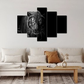 Obraz divokého tigra (150x105 cm)