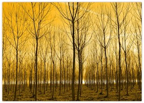 Sklenený obraz lesa pri západe slnka (70x50 cm)