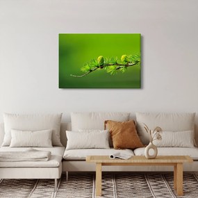 Obraz zelenej šišky (90x60 cm)