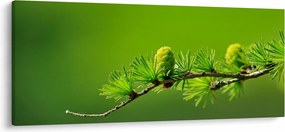 Obraz zelenej šišky (120x50 cm)
