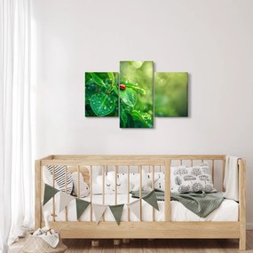 Obraz - Lienka (90x60 cm)