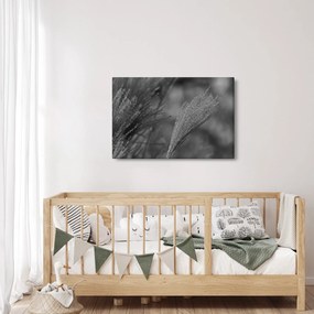 Obraz - Sušená pampová tráva (90x60 cm)