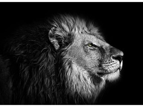 Fototapeta na stenu Black and white lion