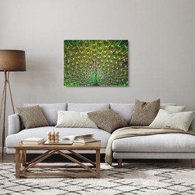 Sklenený obraz - Páv (70x50 cm)