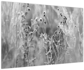 Obraz - Divoká lúka (90x60 cm)