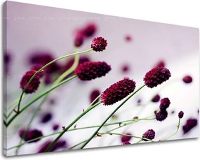 Obraz na stenu KVETY KV007E11 - 100x150 cm