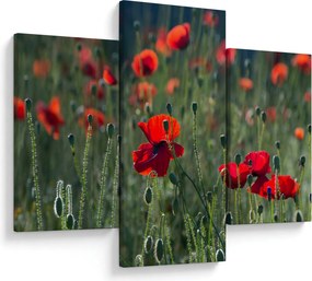 Obraz - Lúka s vlčími makmi (90x60 cm)