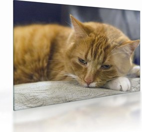 Sklenený obraz mačky (70x50 cm)