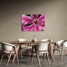 Sklenený obraz ružového kvetu plamienku (70x50 cm)