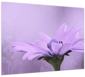Obraz - Fialový kvet (70x50 cm)