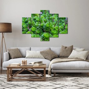 Obraz sukulentov (150x105 cm)