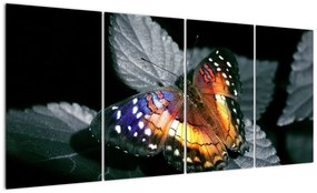 Motýľ na liste - obraz