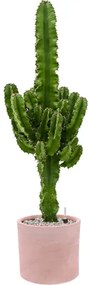 Euphorbia erytrea 19x80 cm