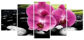 Fotka orchidey