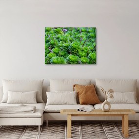 Obraz sukulentov (70x50 cm)