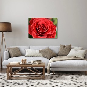 Sklenený obraz kvetu ruže (70x50 cm)