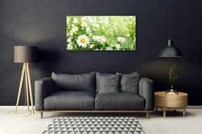 Obraz na skle Sedmokráska kvet rastlina 100x50 cm