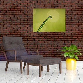 Obraz kvapky vody na tráve (70x50 cm)