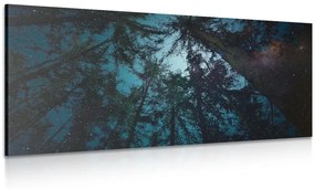 Obraz les pod nočnou oblohou - 120x60