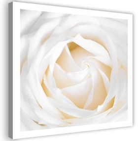 Obraz na plátně, Jemná bílá růže - 40x40 cm