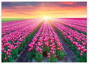 Obraz poľa tulipánov so slnkom (70x50 cm)