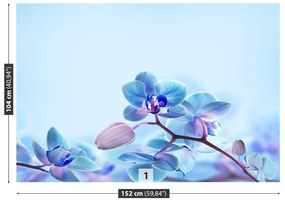 Fototapeta Vliesová Tropické orchidey 250x104 cm