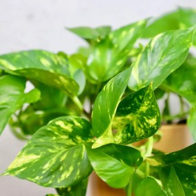 Epipremnum Pothos Aureum zlatý