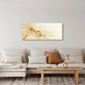 Obraz - Makro fotografie púpavy (120x50 cm)