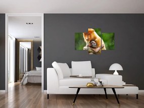 Obraz opíc (90x60 cm)
