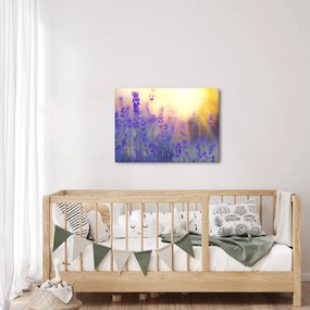 Obraz - Levanduľa (70x50 cm)