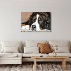 Obraz psa (90x60 cm)