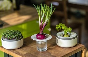 Plastia Regrow, slonová kosť