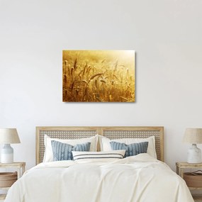 Sklenený obraz - Klasy obilia (70x50 cm)