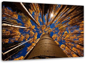 Obraz na plátně, Stromy Lesní krajina - 120x80 cm