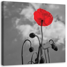 Obraz na plátně, Červené květy máku Příroda - 40x40 cm