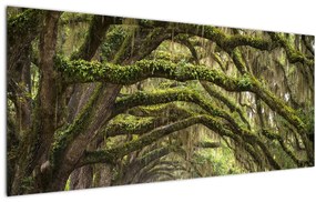 Obraz - Oaks Avenue, Charleston, Južná Karolína, USA (120x50 cm)