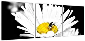 Včela na sedmokráske - obraz