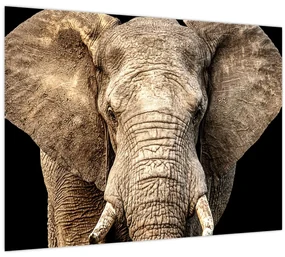 Obraz - Slon africký (70x50 cm)